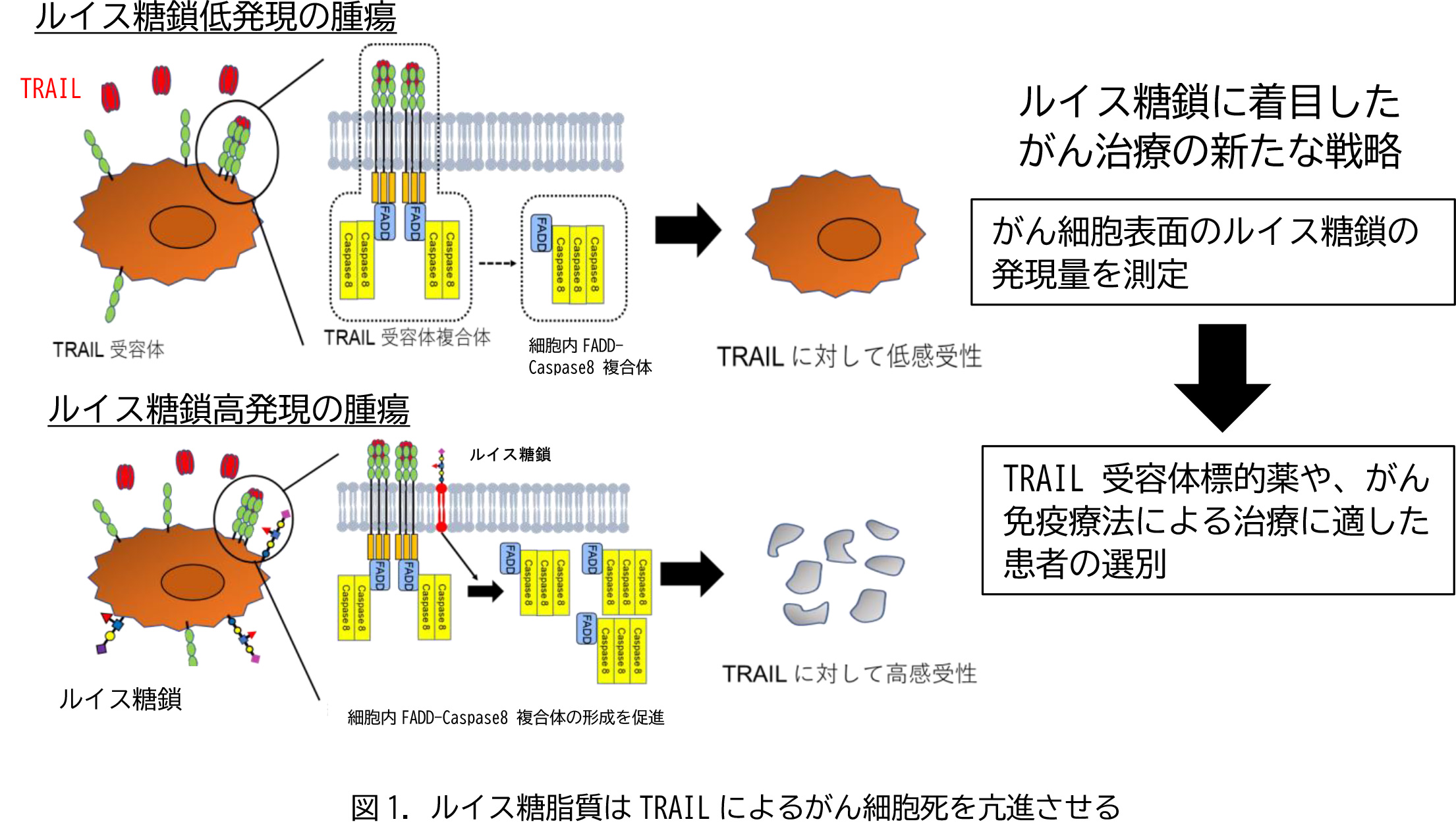 図1.ルイス糖脂質はTRAILによるがん細胞死を亢進させる